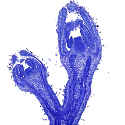 植物芽甲苯胺藍(lán)染色