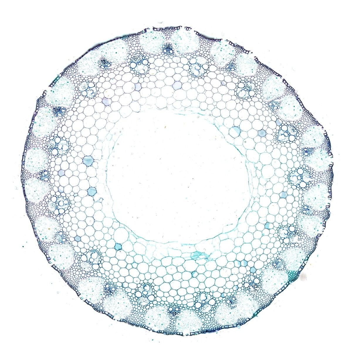 小麥麥穗番紅固綠