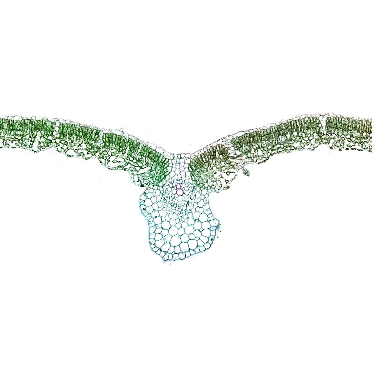 泡桐葉片翻紅固綠染色