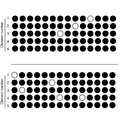 BSP甲基化檢測(cè)