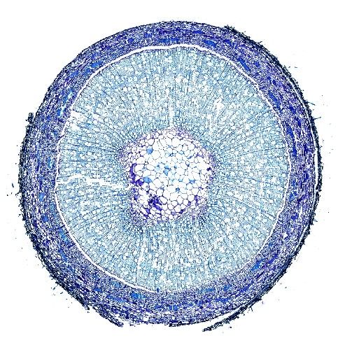 植物甲苯胺藍(lán)染色