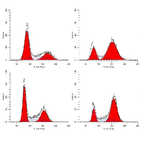 細(xì)胞流式周期檢測