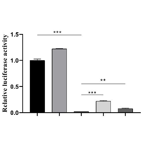 轉(zhuǎn)錄因子與啟動(dòng)子結(jié)合情況