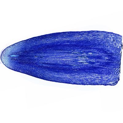 水稻葉尖甲苯胺藍(lán)染色