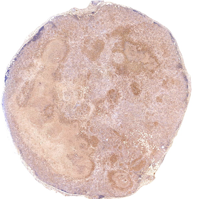 小鼠核質(zhì)免疫組化染色